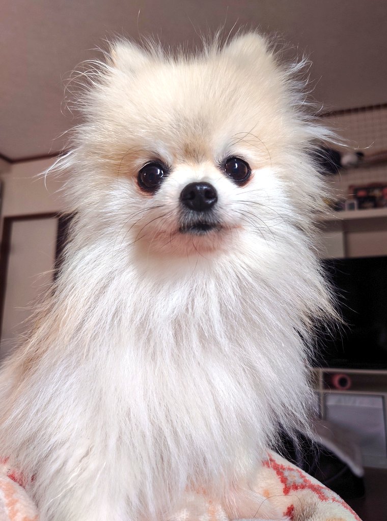 綺麗系目指してみた✨ #ポメラニアン #pomeranian #こまてま #犬のいる生活