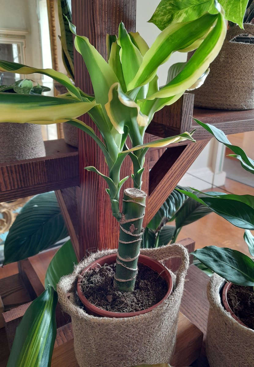 Evening, can anyone tell what this plant is please? 
<a href="/HobbyistPlant/">Houseplant Hobbyist</a> #houseplanthour 
Thank you 🌿🪴🌱