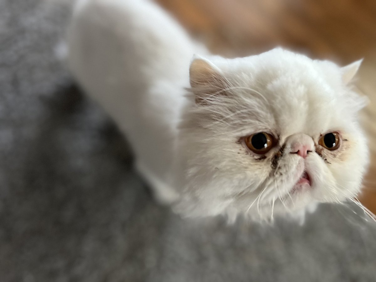 Bogart (@bogartthekitty) on Twitter photo 