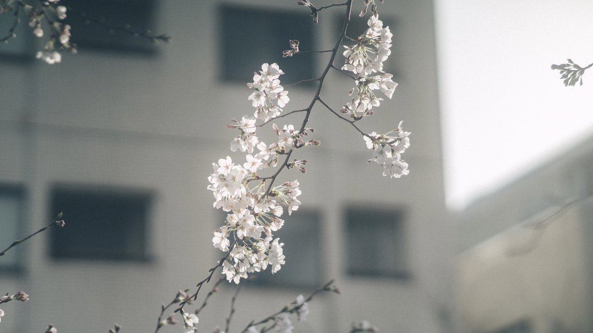 朝日に当たる目黒川の桜