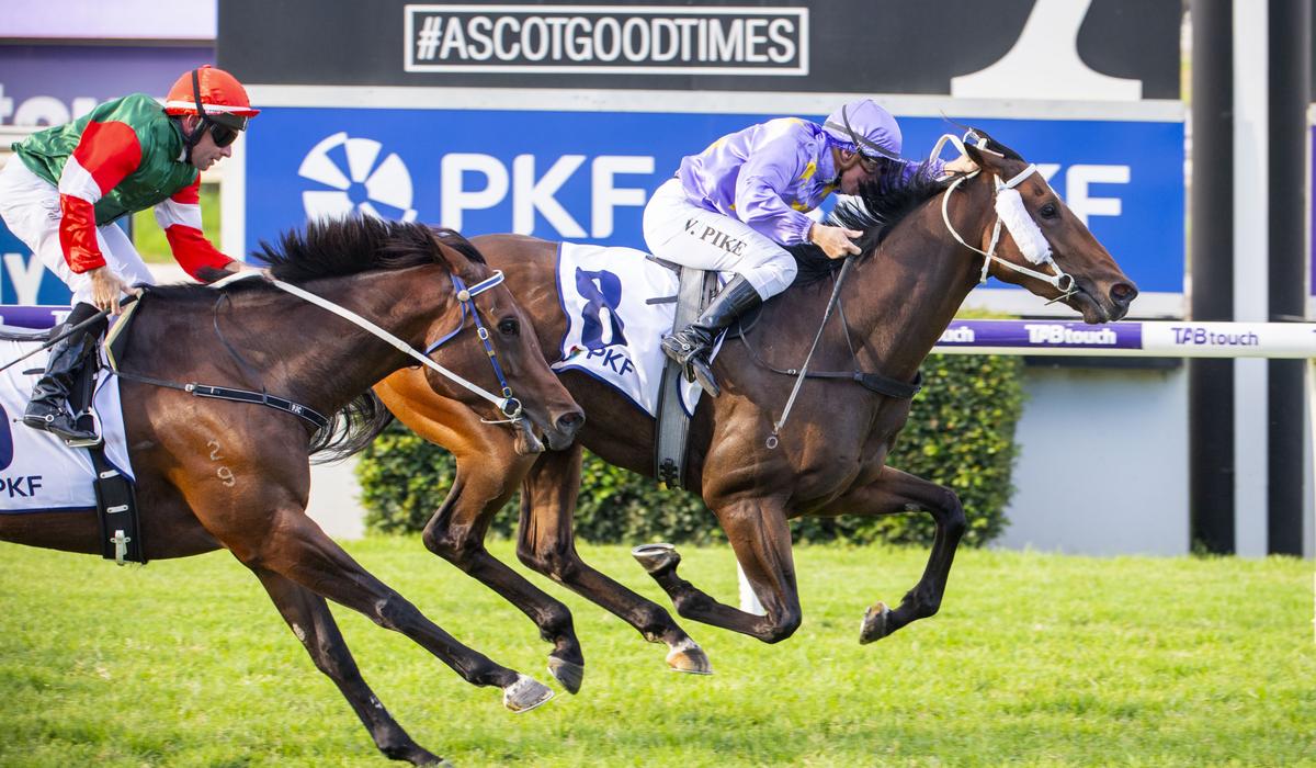 “Her closing sectionals were elite, so I think it all lines up nicely second up.” @mitchlewis101 wants to be with Amelia's Jewel in The Quokka despite the star @Simon_Miller_ mare going under in the Roma Cup #GiddyUp