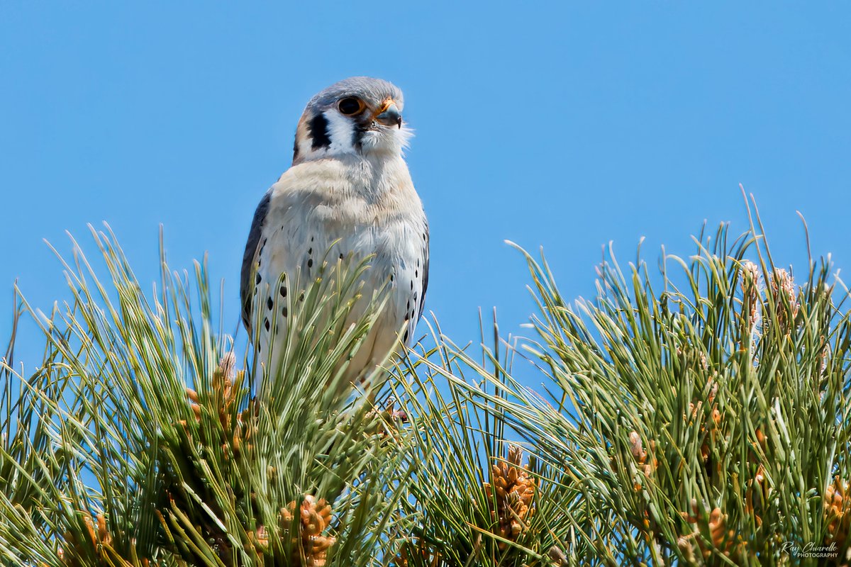 A hungry American Kestrel stalking the many finches and sparrows in my yard today. #BirdsSeenIn2024 #Birds #Birdwatching #MyBirdPic #Wildlife #Nature #Birding #BirdsOfTwitter #ElPaso #Texas