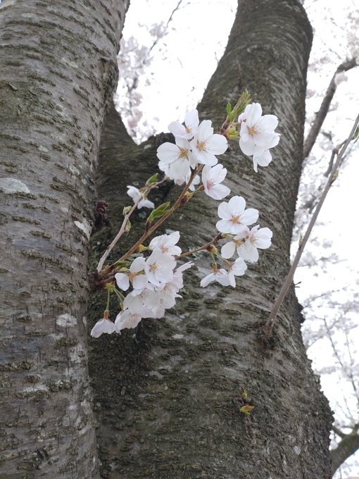 こちらの桜はまだ満開くらいですが、東京のはもう葉桜になってましたね。それにしても昨日は春休みの最終日だったせいかトランクを牽く人でいっぱいでした。 