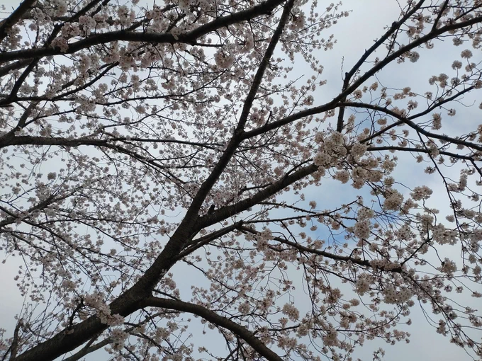 こちらの桜はまだ満開くらいですが、東京のはもう葉桜になってましたね。それにしても昨日は春休みの最終日だったせいかトランクを牽く人でいっぱいでした。 