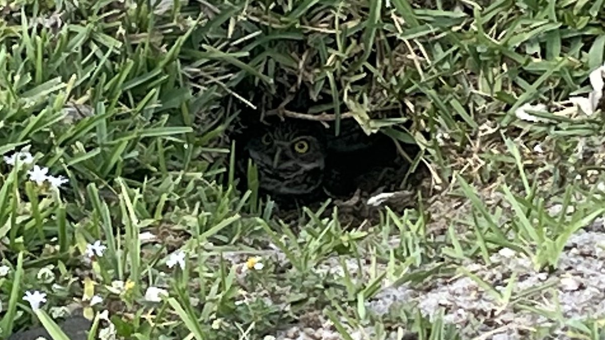 JoeADuenas's tweet photo. Burrowing owl in the park https://t.co/cD50CzNo6V