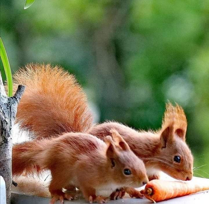 Beautiful squirrel