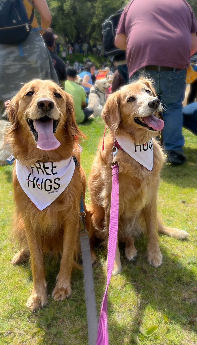 We went to #GoldiePalooza2024!! So fun. 1500 golden frens there!