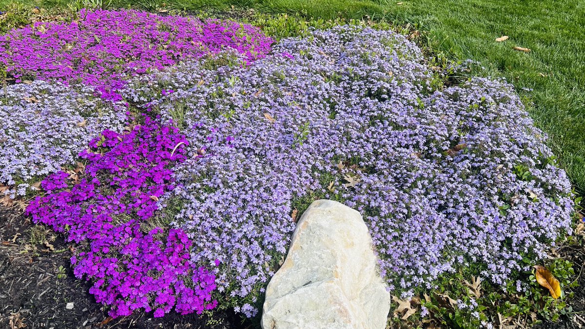 On my walk today so #colorful 🌿🌷#wellness can come from #scenary #spring #flowers #perfectweather ! You can guess my favorite #flower #color ?