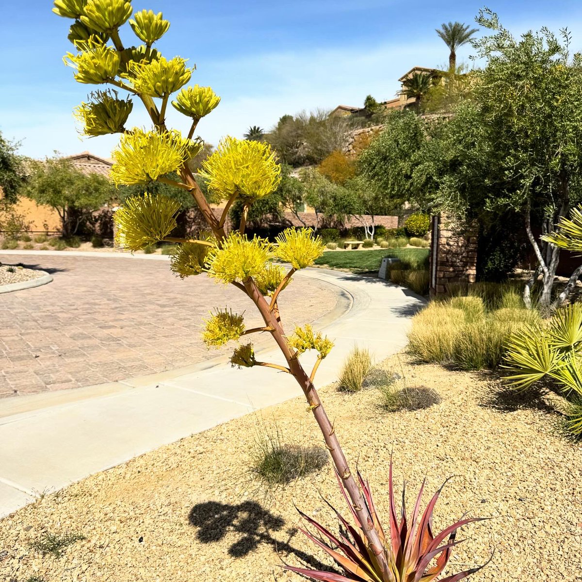 creativity is key in keeping our spirits up…so when I stepped out this morning to take the “bulbils” photo..(smooth-edged Agave👉🏽stalk with bulbils & flowers…happens once in the agave’s life time)…this beautiful hummingbird said hello… I’m still smiling…sharing the gift🎁🎞️