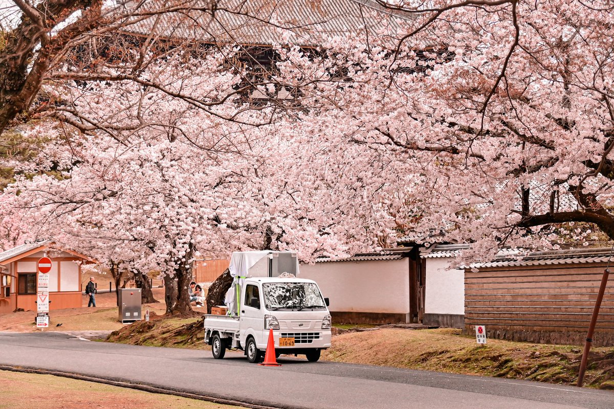 Sakura ve minik kamyonet