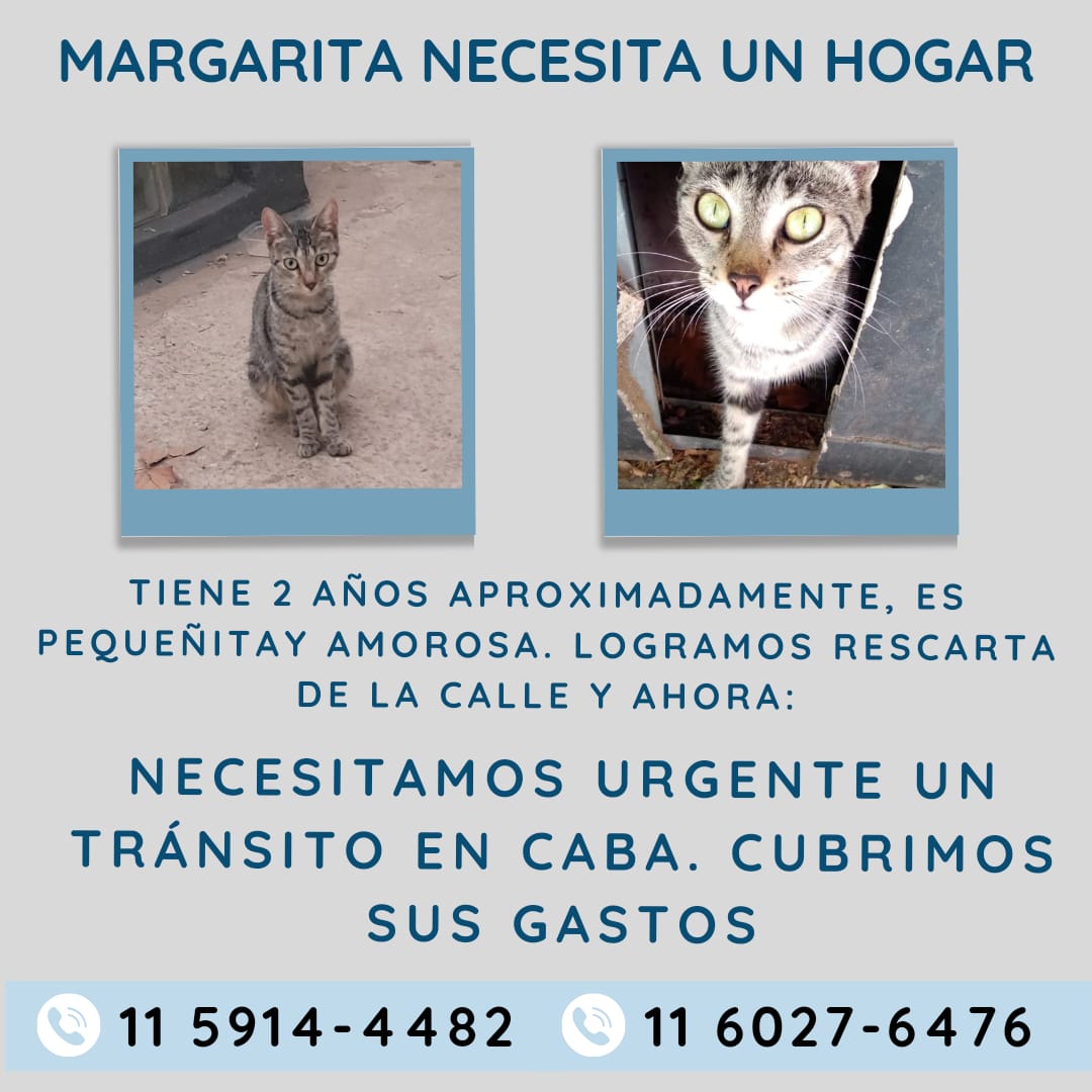 Ella es Margarita. Vive hace 2 años en la calle y finalmente la pudimos rescatar. Necesitamos un transito fijo u hogar! La persona que la tiene solo lo puede hacer para su castración. Me ayudas difundiendo? Es muy mimosa y de tamaño chiquito!!