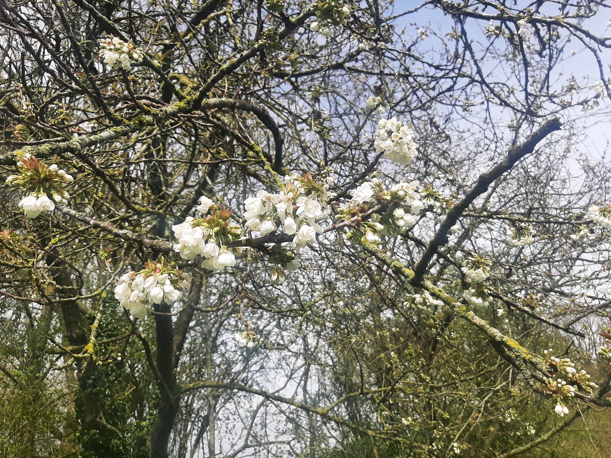 @worldofmusicBH Lovely music tonight as always, dear Beverley xx It is soothing, to counter the headache I've had most of today. I'm mostly listening, not so much singing along tonight! Thank you for the mention earlier in the show, I did hear it 💗🎶 Pics from today's walk 🌼🌸