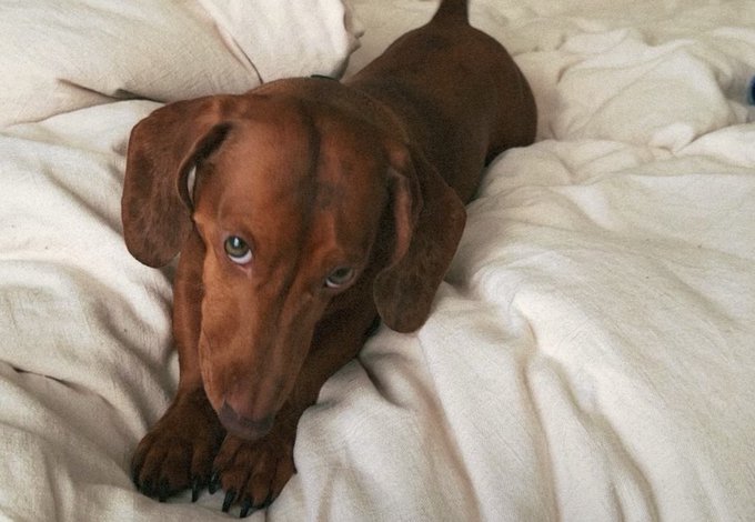 I miss my weiner https://t.co/GNfEoapern
