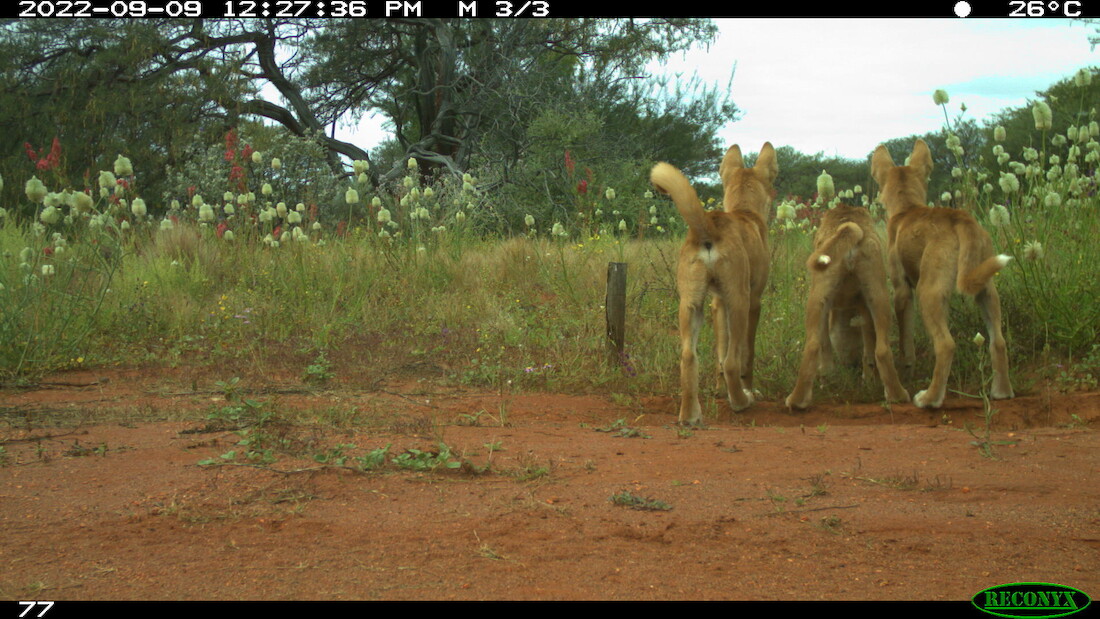 These dingoes seem to have spotted something interesting at Hamelin Station Reserve. What would you caption this pic our motion sensor cameras captured? 📍 Hamelin Station Reserve, Malgana Country, Western Australia