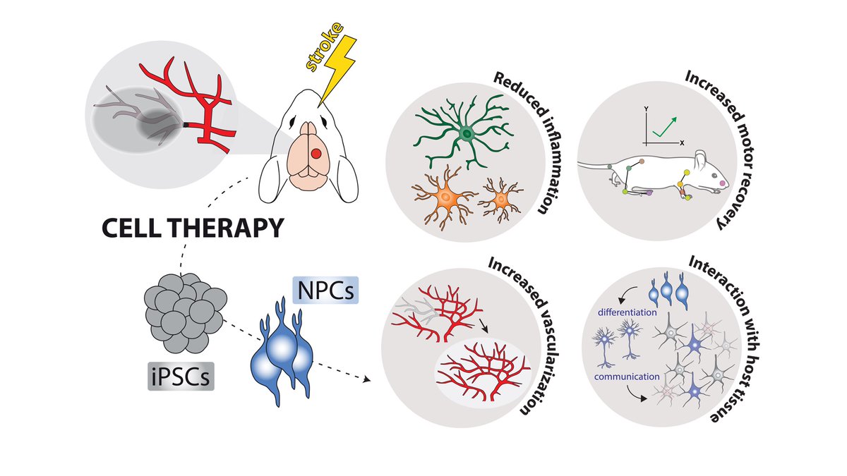 Ruslan Rust 🧬🧠 (@rust_ruslan) on Twitter photo New preprint! 🚨<a href="/KeckMedicineUSC/">Keck Medicine of USC</a> <a href="/uzh_irem/">Institute for Regenerative Medicine</a>
We started with the simple question: What happens when we transplant stem cells into a mouse model of #stroke, and what are the interactions between graft and host?
Took us only 5 yrs to find out😀:
biorxiv.org/content/10.110…
1/10 🧵 New preprint! 🚨<a href="/KeckMedicineUSC/">Keck Medicine of USC</a> <a href="/uzh_irem/">Institute for Regenerative Medicine</a>
We started with the simple question: What happens when we transplant stem cells into a mouse model of #stroke, and what are the interactions between graft and host?
Took us only 5 yrs to find out😀:
biorxiv.org/content/10.110…
1/10 🧵