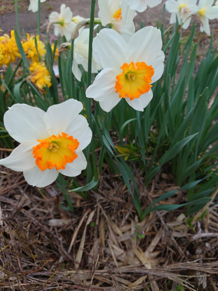 おはようございます(⁠◕⁠ᴗ⁠◕⁠✿⁠) 春ですね😁 #花