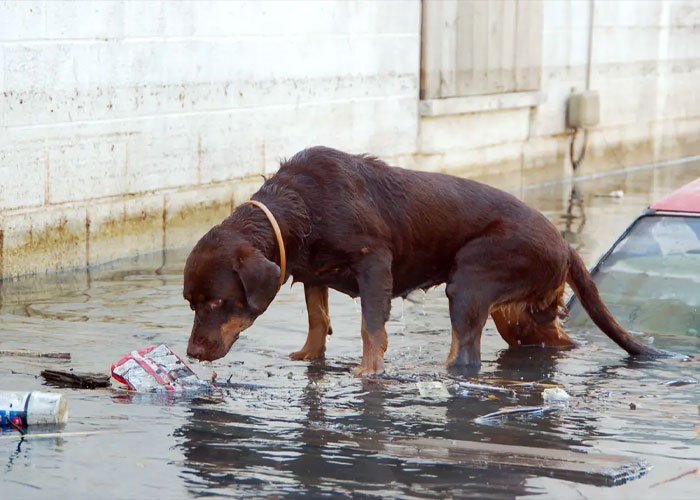 Se estimó que entre 200.000 y 600.000 mascotas se quedaron atrás en las evacuaciones del huracán Katrina, ya que a las personas no se les permitía llevar mascotas con ellas y no se permitían mascotas en los lugares de refugio.