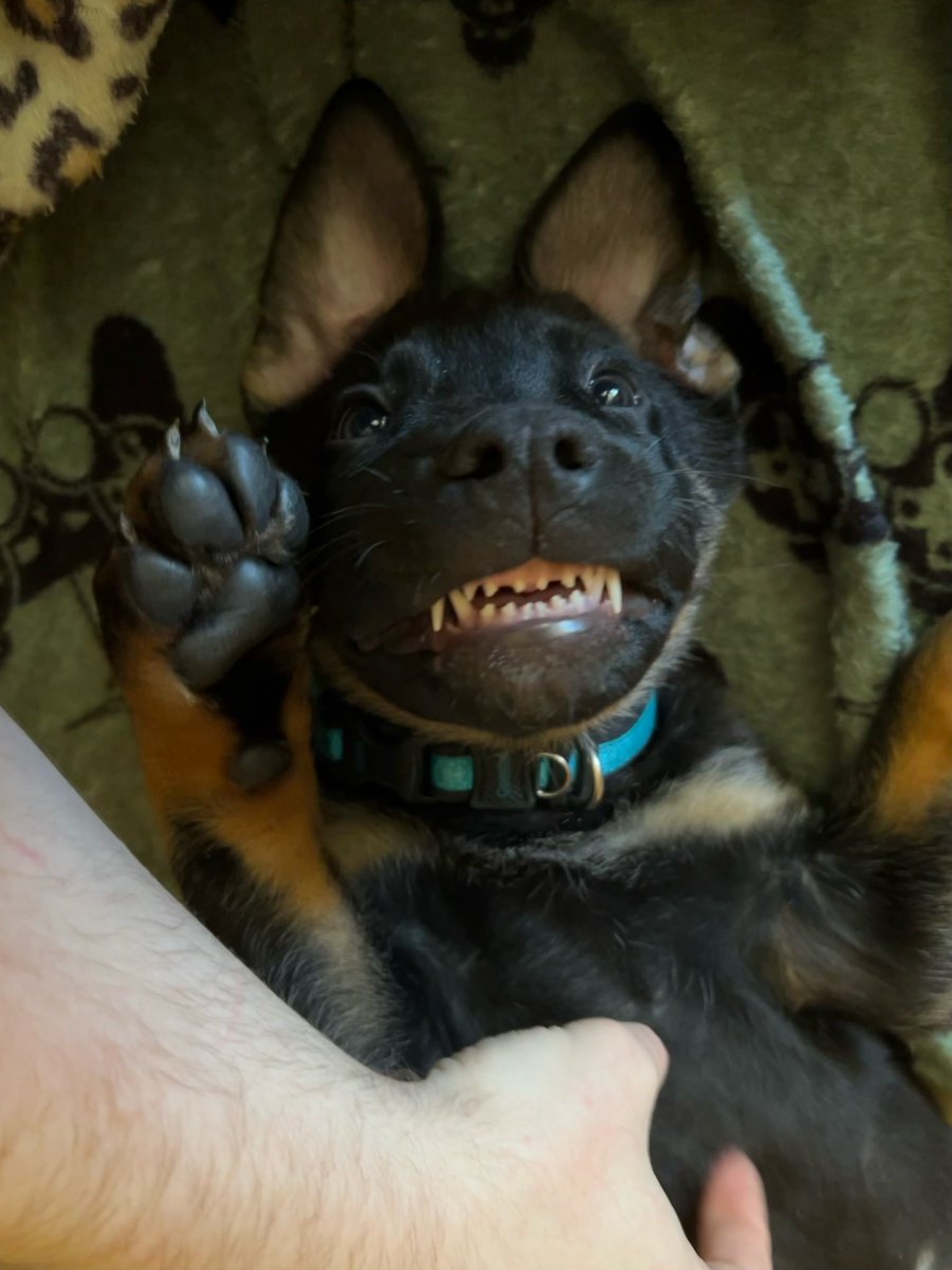 CERTlFIEDVICE's tweet photo. And they say SoA is dead. To that I say pffffft. Let me introduce you to Opie. Named after Opie Winston and the great @RamboDonkeyKong. He’ll max out at 130-140. He’s the goodest boy. He’s a German shepherd and XL pit mix. https://t.co/qvXL8y6bbP