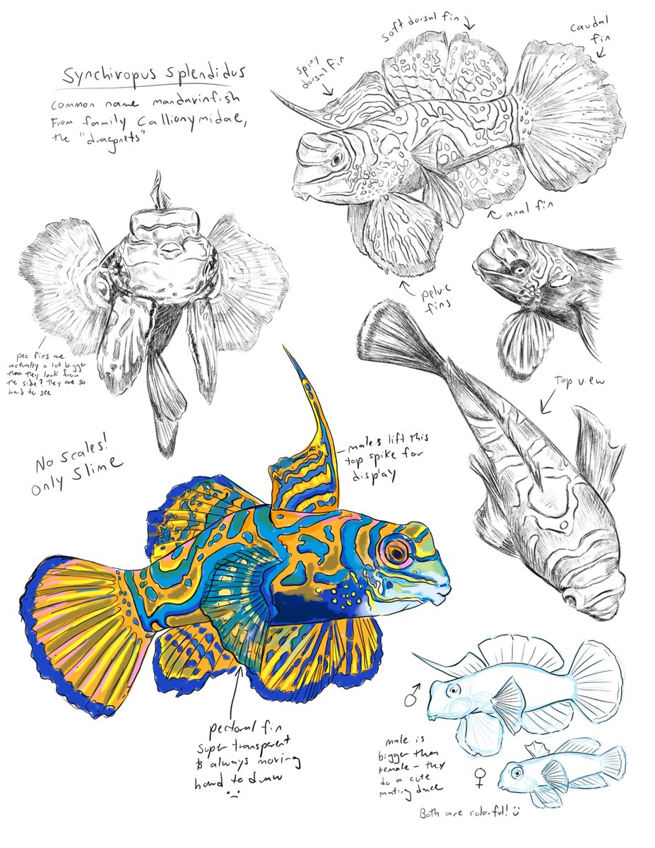 For today's #SundayFishSketch I'm trying hard to understand this crazy little frog-faced rainbow slime boy