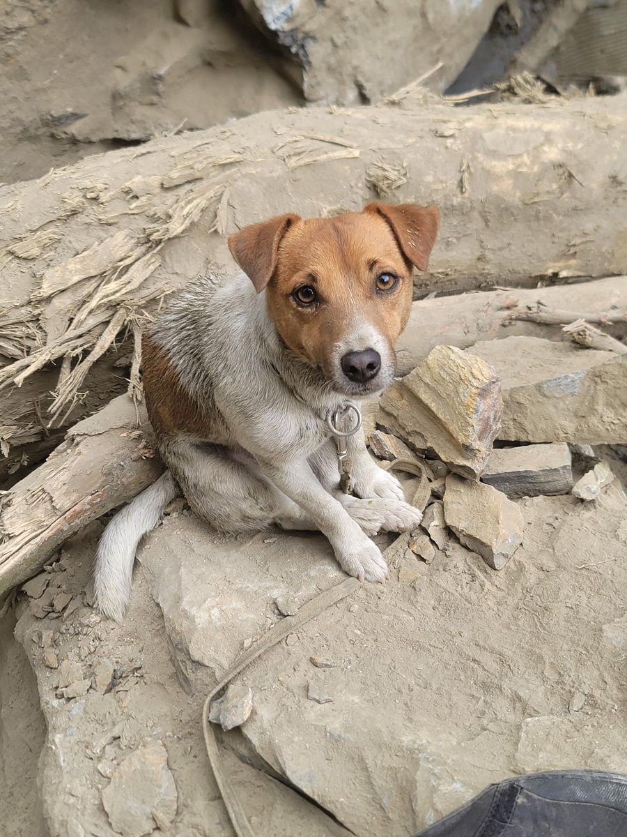 🇹🇼台湾東部地震 4月5日、災害救助犬'ウィルソン'が断崖絶壁の落石現場にて２人のご遺体を発見する。

#k9 #k9planet #workingdog #searchandrescuedog  #searchdog #災害救助犬  #ジャックラッセルテリア  #jackrussellterrier #救災英雄 #taiwanrescuedog #台湾東部地震

cna.com.tw/news/ahel/2024…