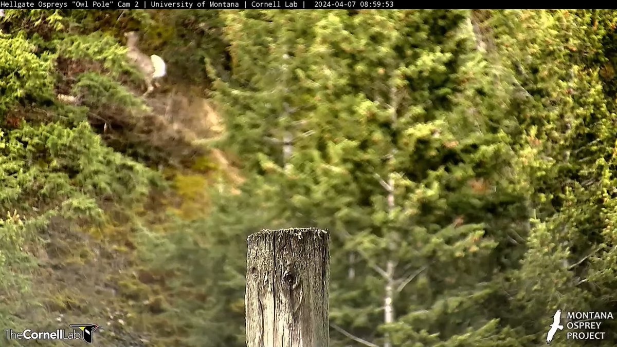 @HellgateOsprey Awesome!
I been keeping eye only saw Northern Flicker & Starlings on Iris's nest   this morning on Iris's  then a Deer behind the OP 8:59 am Apr 7