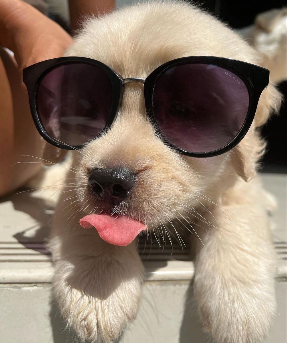 GoldenCEOCoin tweet media