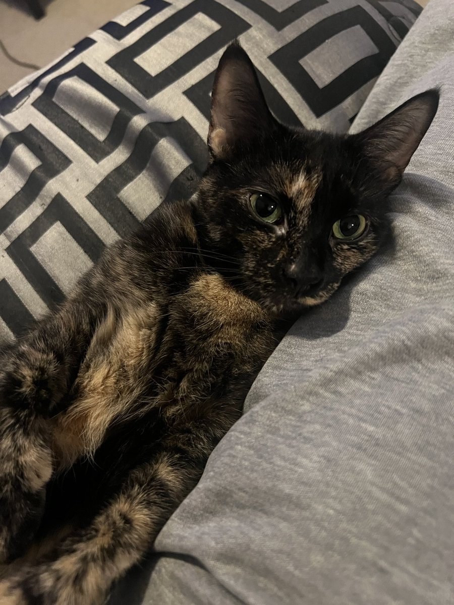 hello from lil izzy 😸