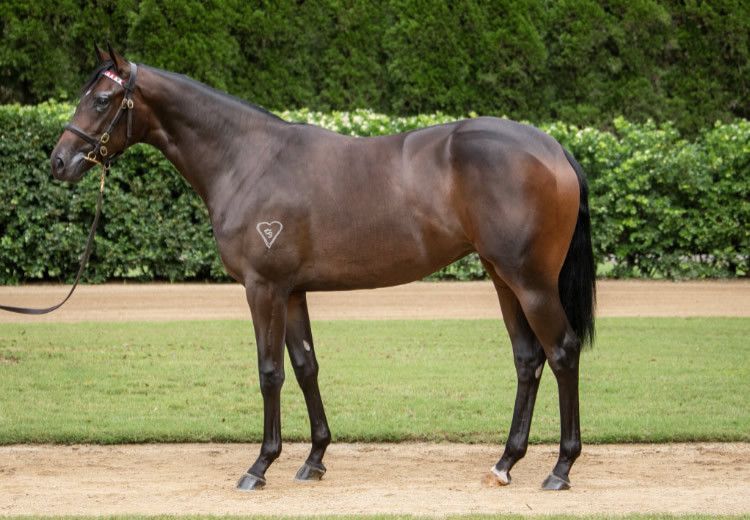 $500,000 for Wootton Bassett Filly. The first Australian yearlings by Wootton Bassett have lit up Australasian sale rings this year with more strong... bit.ly/4aLkeW8