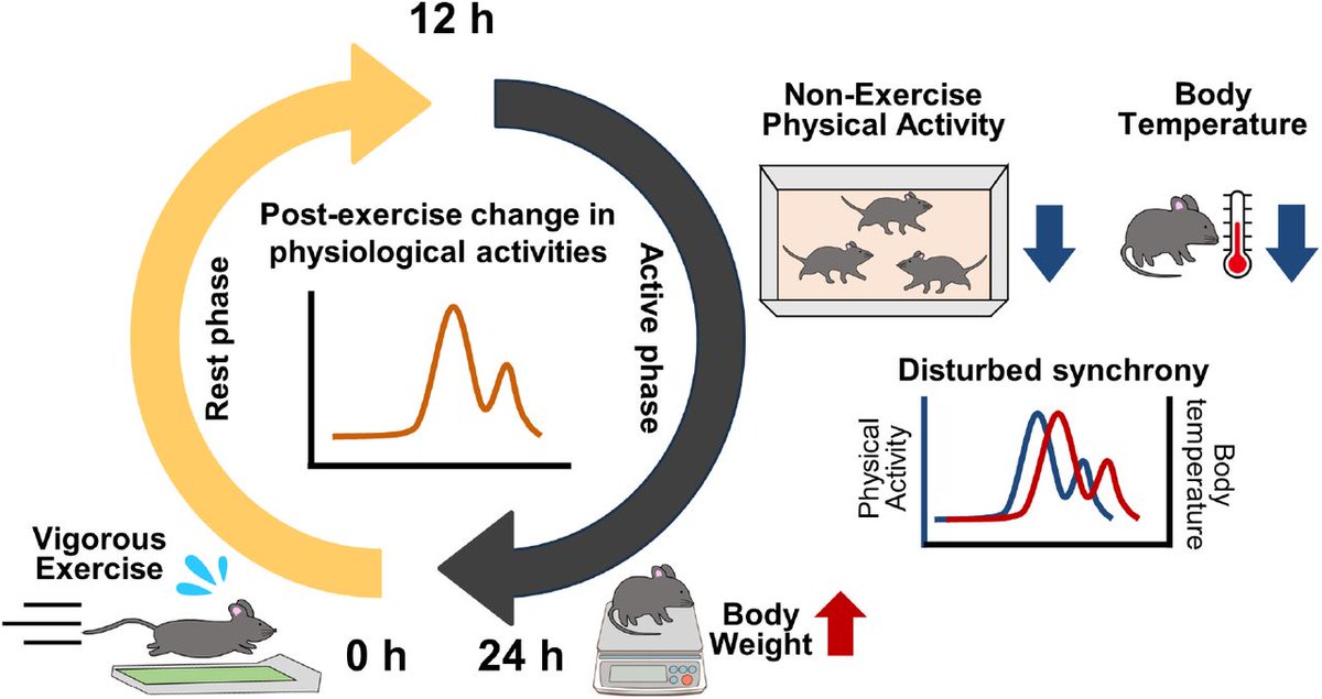 激しい運動をしても体重は増加する　そのワケは？　筑波大学などが実験で検証 itmedia.co.jp/news/articles/… 結果,激しく運動すると体温低下や概日リズムの乱れが観察され,激しい運動後の日常生活の中で自然に行われる身体活動全般(階段を上る,物を運ぶ等)が低下し体重が増えると。