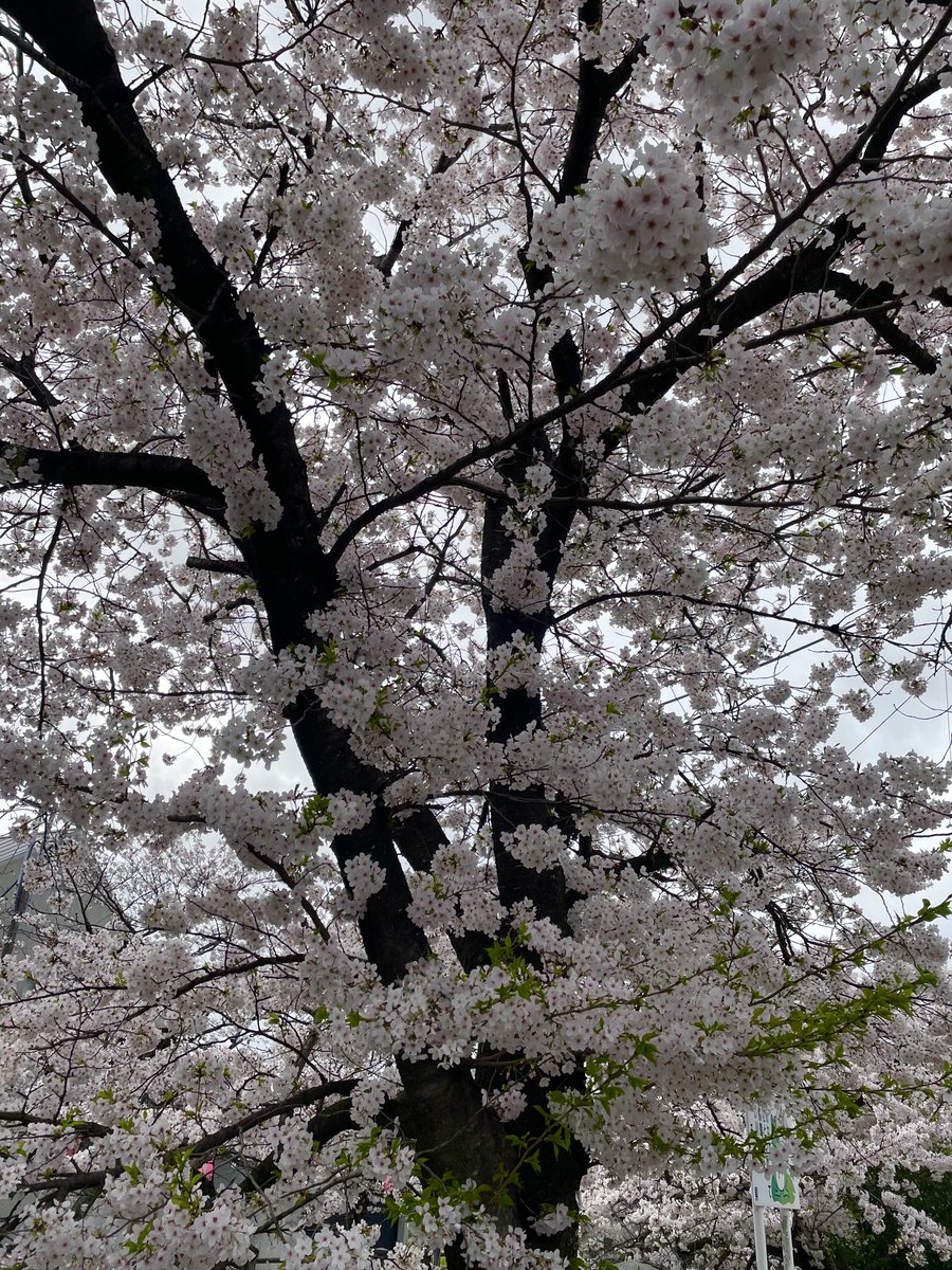 2024/04/08月曜日 今朝の真間川の桜🌸です 🌸咲き誇っております #市川市　#本八幡　#真間川 #ウエダビジネス