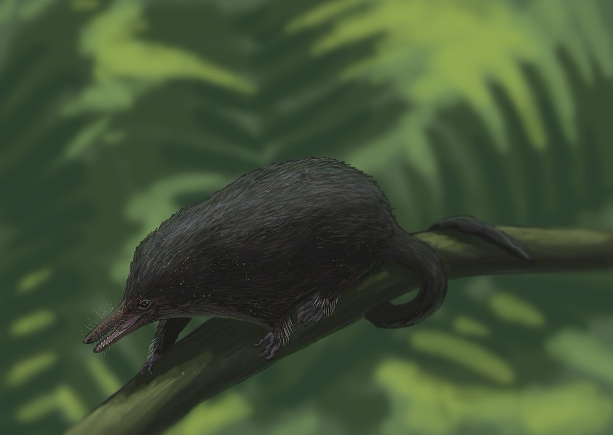 Joschua Knüppe tweet media