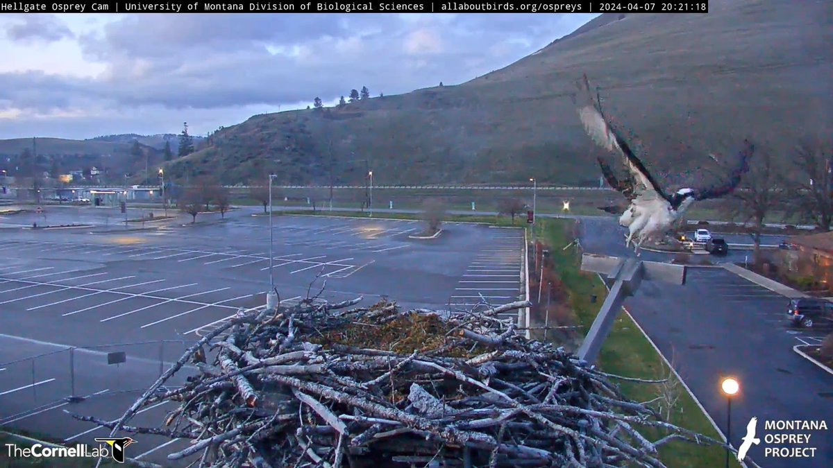 @HellgateOsprey Iris  returned to the FB , she  feaked her beak . Preened then left . 7:51 pm -8:21 pm Apr 7