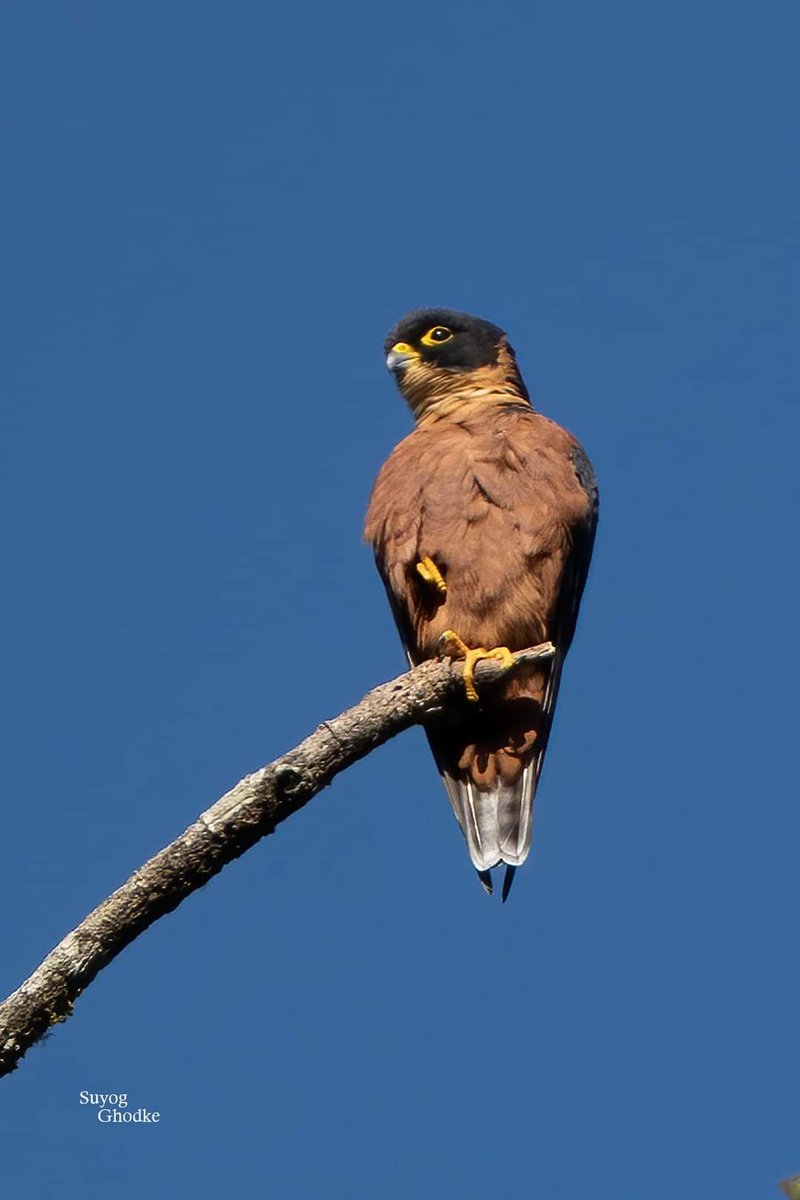 The Oriental Hobby Photo by: Suyog Ghodke