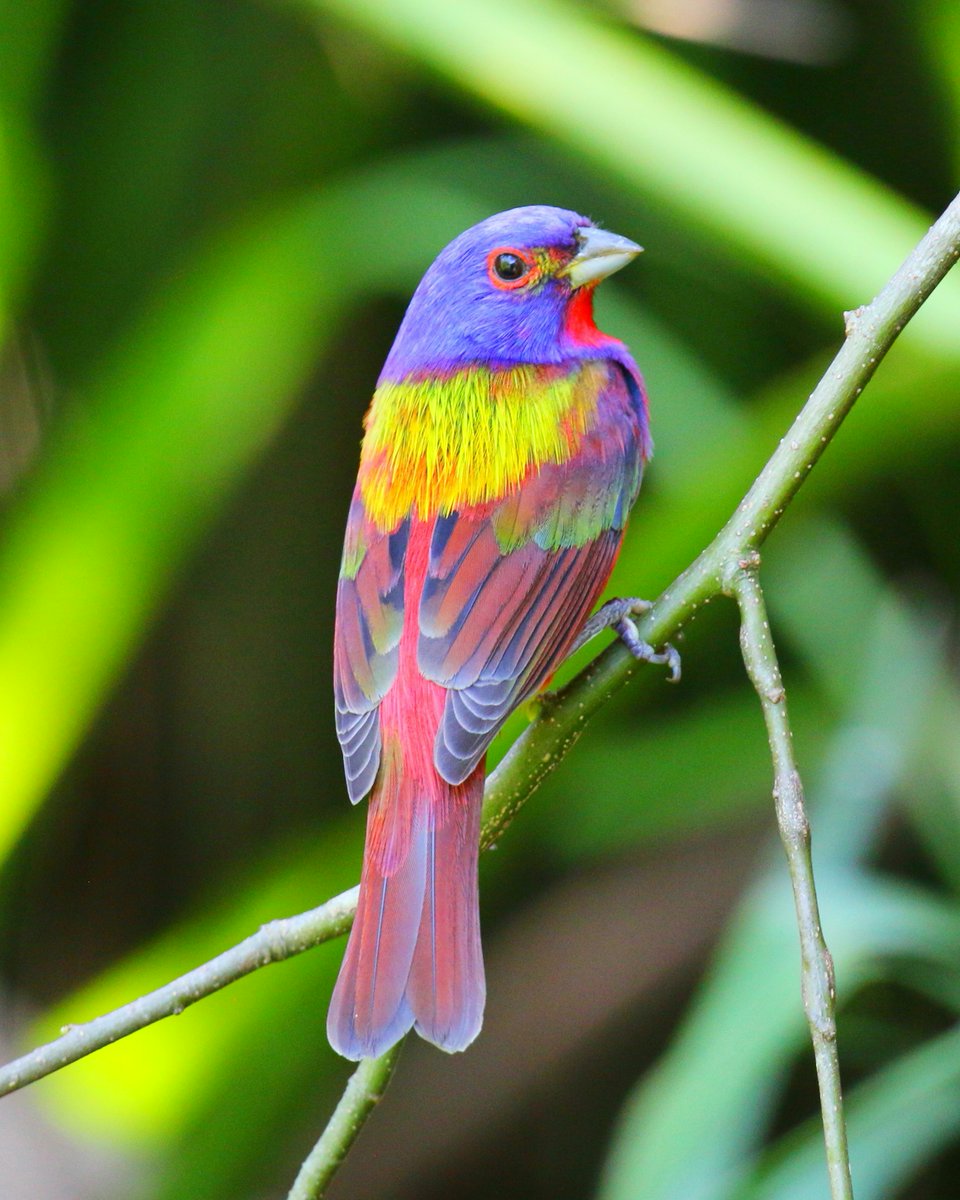 Look at this dazzling painted bunting perched on a branch like a jewel! 🐦🌈 #birds #NaturePhotography #wildlifephotography #photography