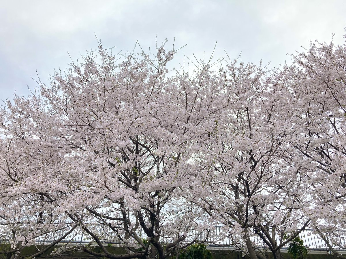 みんな〜おはようさん🌼 新堂工場前の桜が今年も綺麗に咲いてるで🌸 週末はお天気も良くてお花見日和やったな〜🌷 今週もがんばっていこらよー！ #企業公式つぶやき部 #和歌山 #有田市