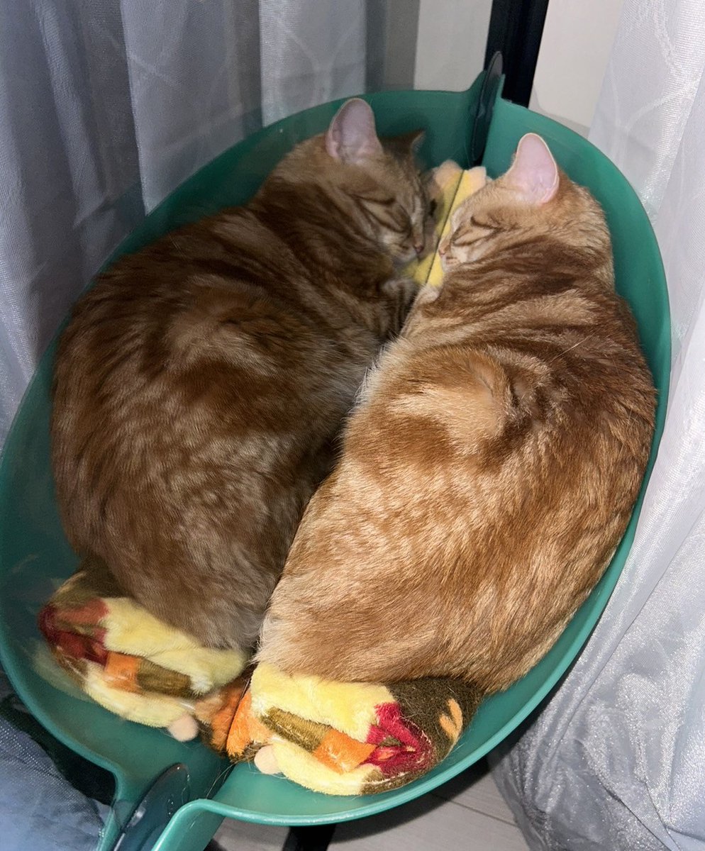 かわいいの見つけました(=^・^=)もみじ🍁です😻　#猫のいる暮らし　#猫のいる暮らし　#ケツ曜日　今週も　元気に楽しくよろしくお願いします🤝😉👍　#猫好き