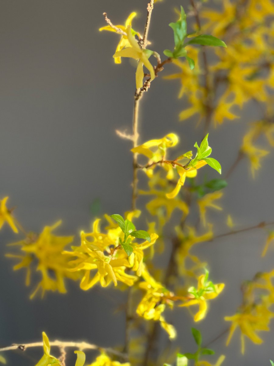 Forsythia