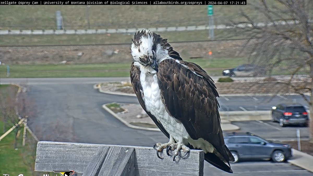 17:21, 4/7 Another day and more preening to keep those feathers in tip-top shape.
#HellgateOsprey