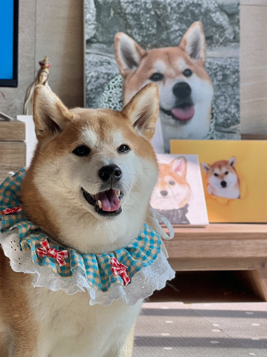 흔한 강아지 키우는 집