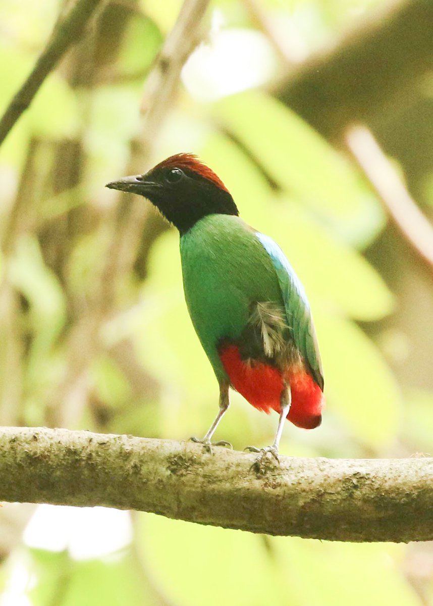 Good morning Hooded Pitta Tripura #birdwatching #birdphotography @IndiAves