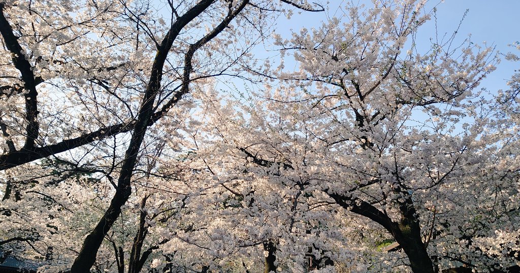 「先週は体調が芳しくなくて参加出来なかった花見会やけど、昨日ようやっと参加。日中に」|武村勇治のイラスト