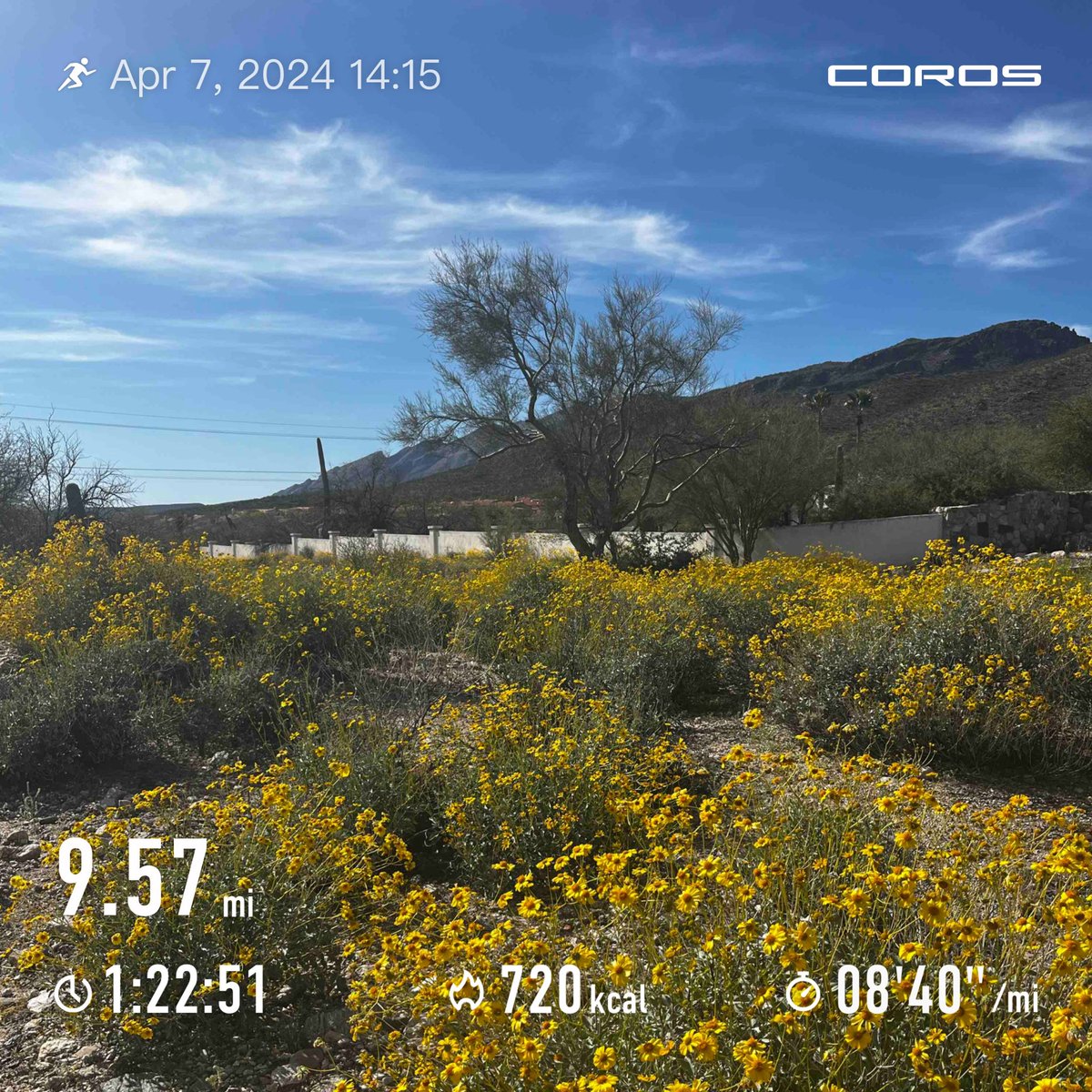 My first post-race run under 9 min pace 🙌! Felt the spring coming back in my legs. We’ve gotten a ton of rain lately, and it’s very green and vibrant 🌵🌼!