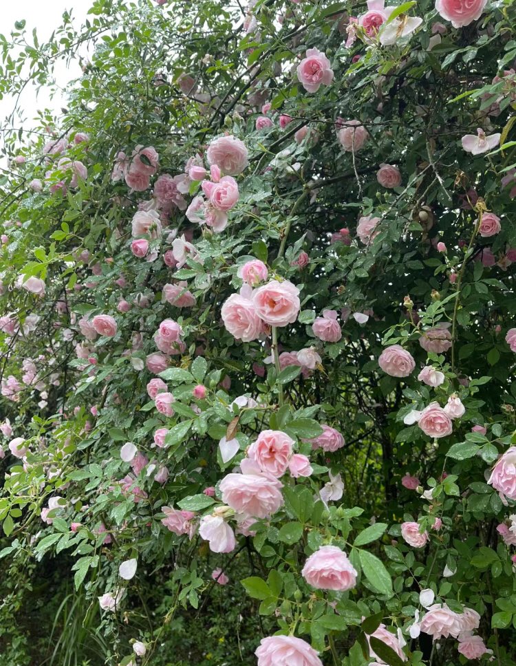 piinkibun's tweet photo. garden full of roses https://t.co/Qnm5562V4d