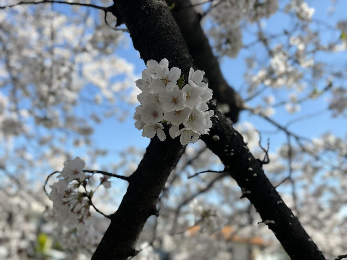 おはようございます🌞 くう、、 朝もく会見逃していた、、 今日の夜雨だから綺麗な状態で桜見れるのは最後かなあ。儚い。 今週はアワードに向けてネイルを新しくして、名刺に代わるものを拵えて、パンプスに足を慣れさせたい！ 今日も元気に行ってきます🚃