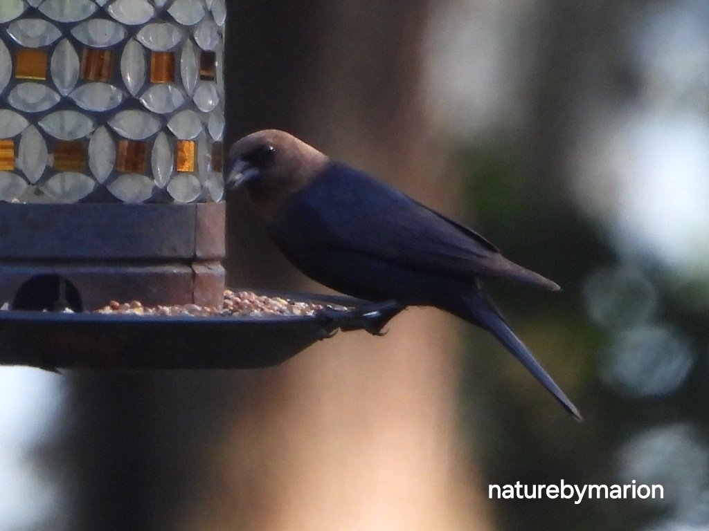 My first photo of a Brown-headed Cowbird. Nikon Coolpix p1000 📷.  #birdwatching #birdphotography #naturelovers #NaturePhotography #nikonphotography