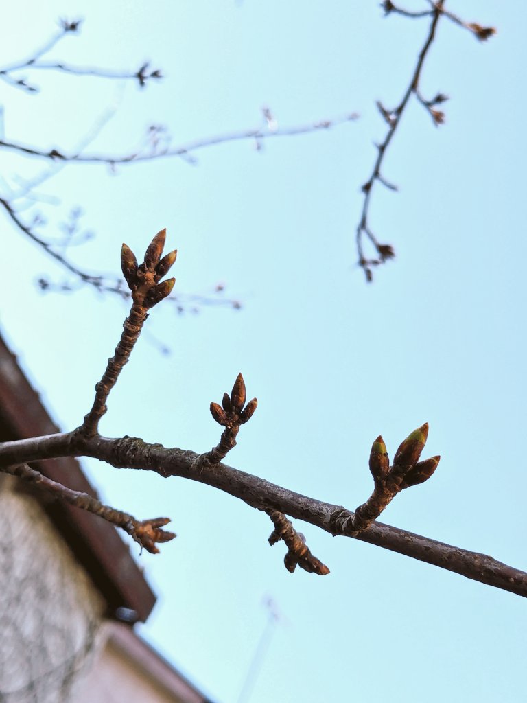 おはようございます🌸
週あけ月曜日
桜🌸の写真で盛り上がってるけど週末の函館はまだつぼみでした
予想ではGWゴールデンクはじまり位が見頃かな？🌸
GW連休は桜🌸を見に函館へGO!

#企業公式が毎朝地元の天気を言い合う
#企業公式相互フォロー
#企業公式と繋がりたい
#企業公式春のフォロー祭 
#花見