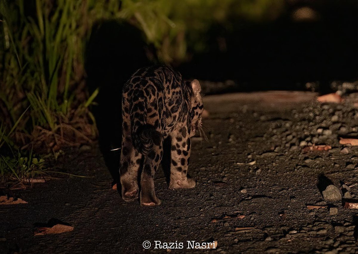 sabahtourism's tweet image. “I’m so secretive, I can only show you my behind. 📷”

The Sunda Clouded Leopard is a unique wildcat that can be found in Sabah. Its massive paws and sharp claws make it a master climber, and it can easily hang upside down!

📷IG/@razisn
📍Deramakot Forest Reserve