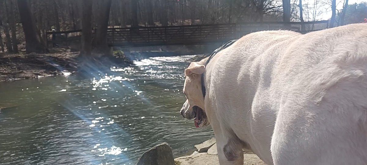 clarksonrulez's tweet photo. #King go, to Mingo! #MingoPark #MingoCreek #LabPitMix 🐟 #TroutSeason https://t.co/KSqi6HtGve