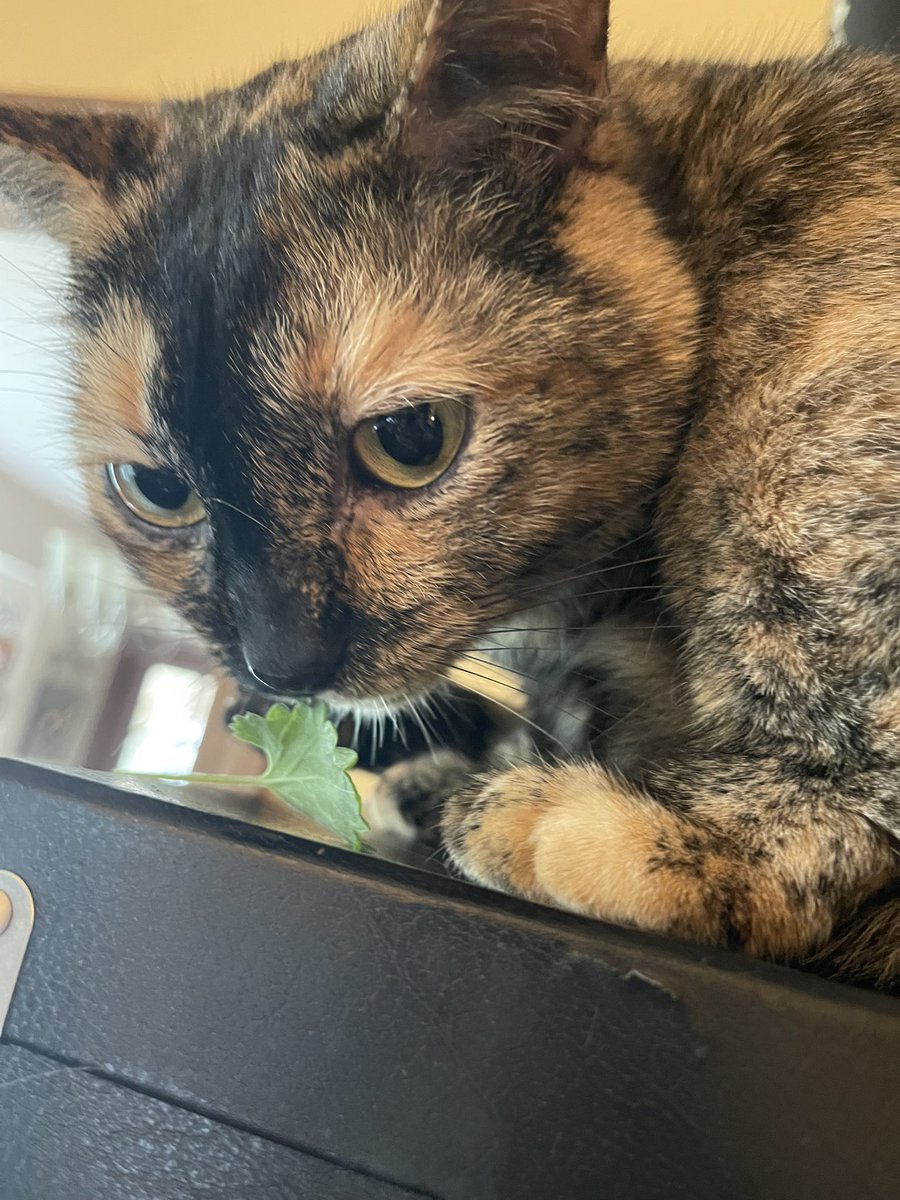 It’s been a year+ but I was finally able to regain my Twitter acct after losing access to the associated email…(Yay!) 

Just in time for Pearl &amp; Ollie’s 4th bday! #cats #CatsOfTwitter #birthday