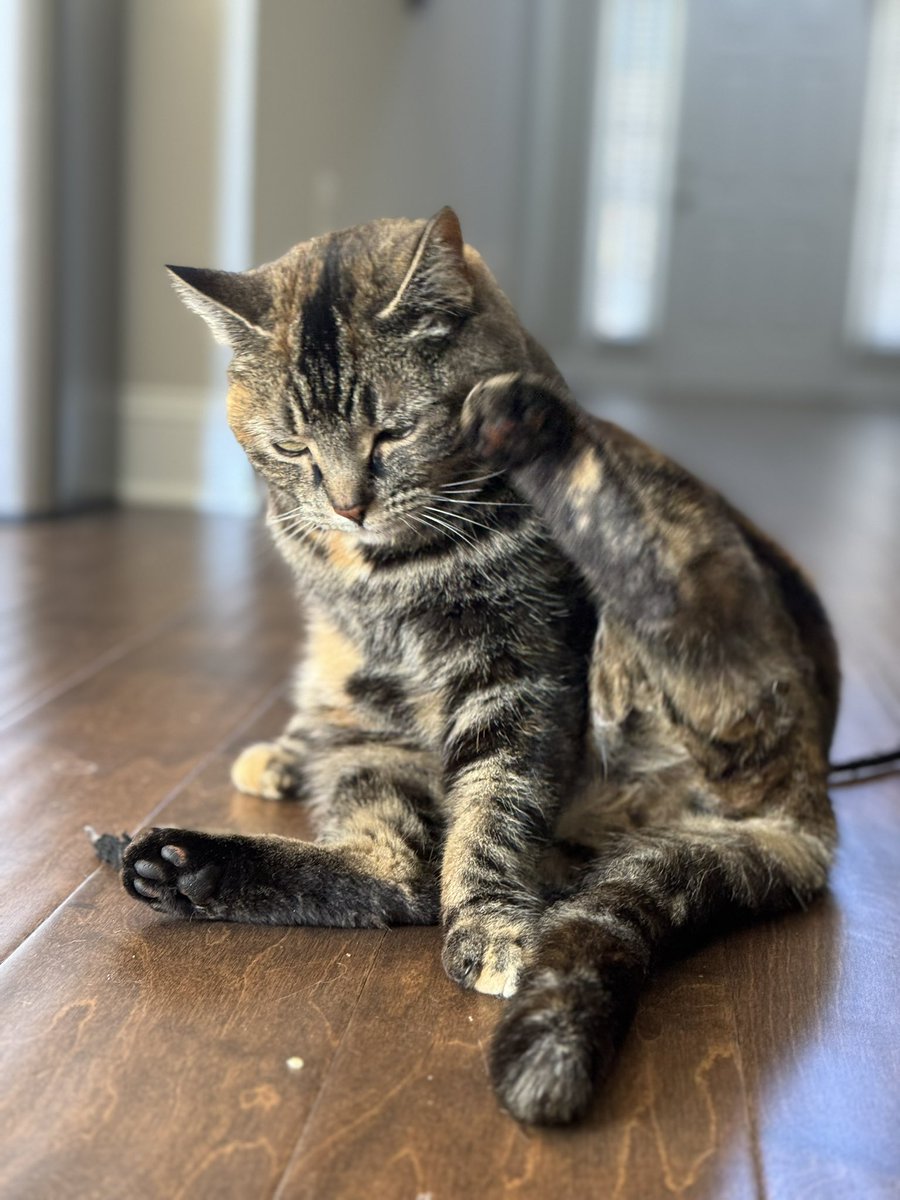 The internet could use one more cat picture. You’re welcome. #shotoniphone